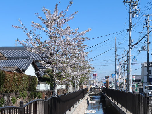 Image: 葉桜