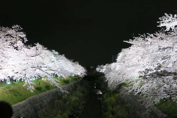 Image: 160403 山崎川の桜並木ライトアップ