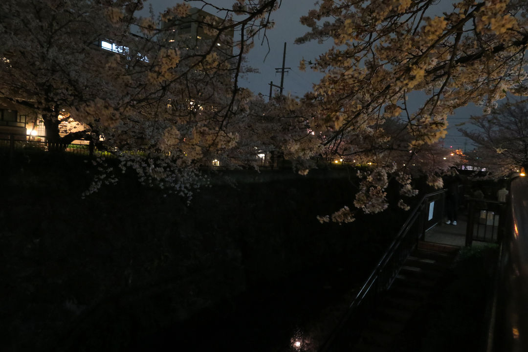 Image: 山崎川 桜並木 夜間