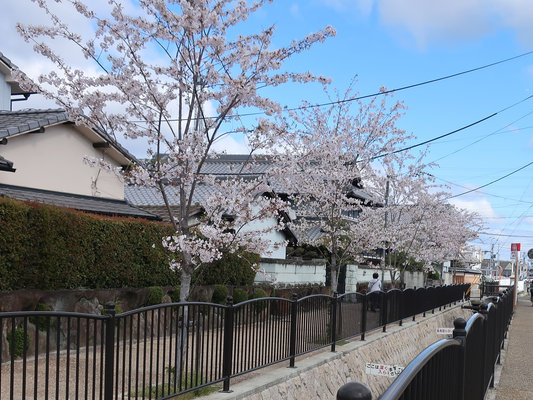 Image: 190422 桜咲き、桜散る